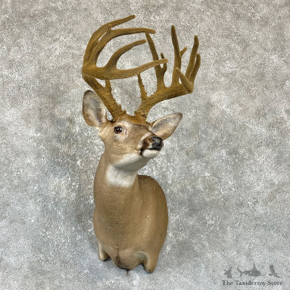 Whitetail Deer Shoulder Taxidermy Mount For Sale #26318 @ The Taxidermy Store.jpg