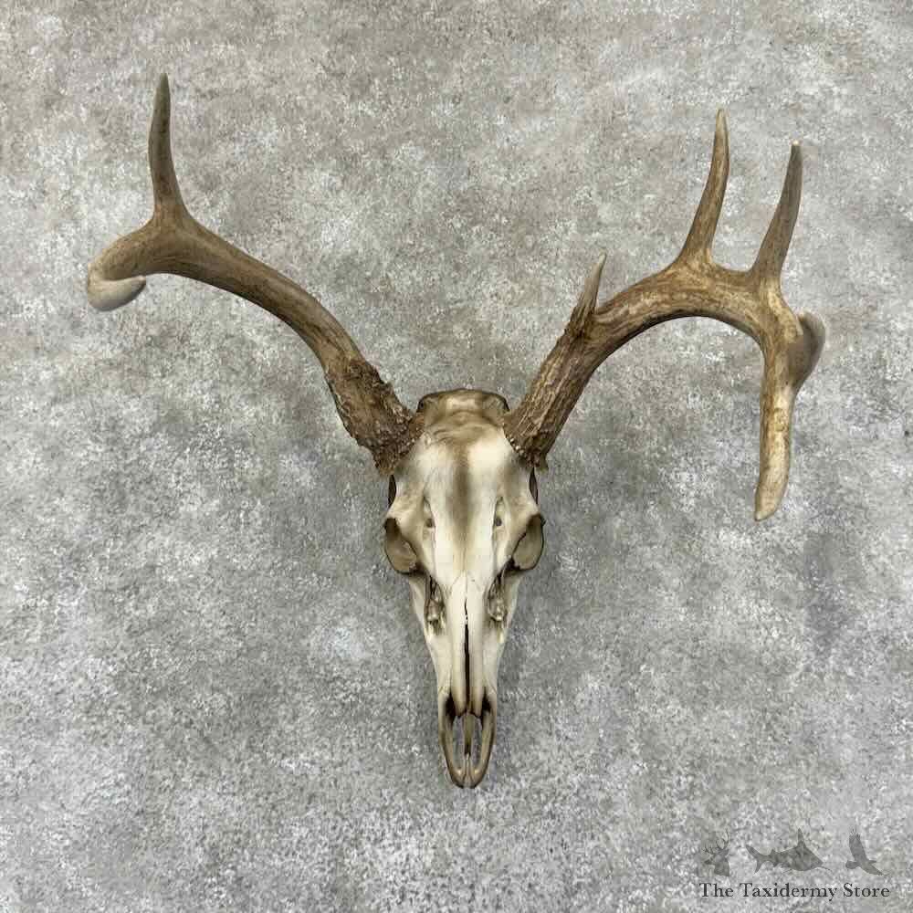 Whitetail Deer Skull European Mount For Sale #30915 @ The Taxidermy Store
