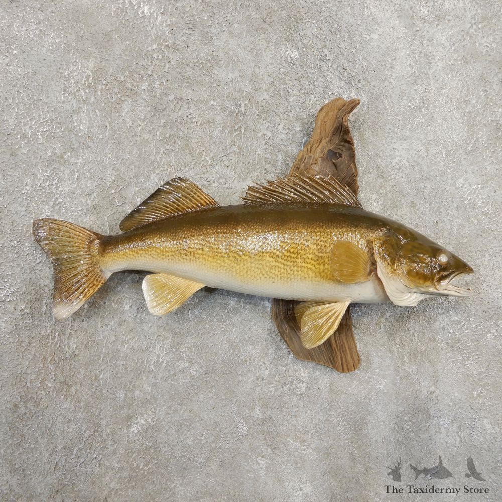 Walleye Taxidermy Fish Mount #20875 For Sale @ The Taxidermy Store