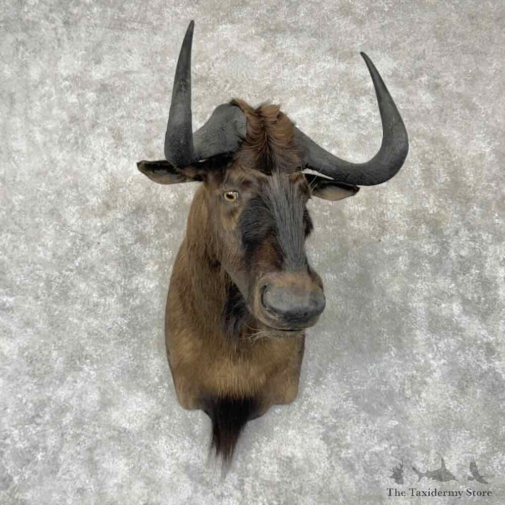 Black Wildebeest Shoulder Mount For Sale #30417 @ The Taxidermy Store