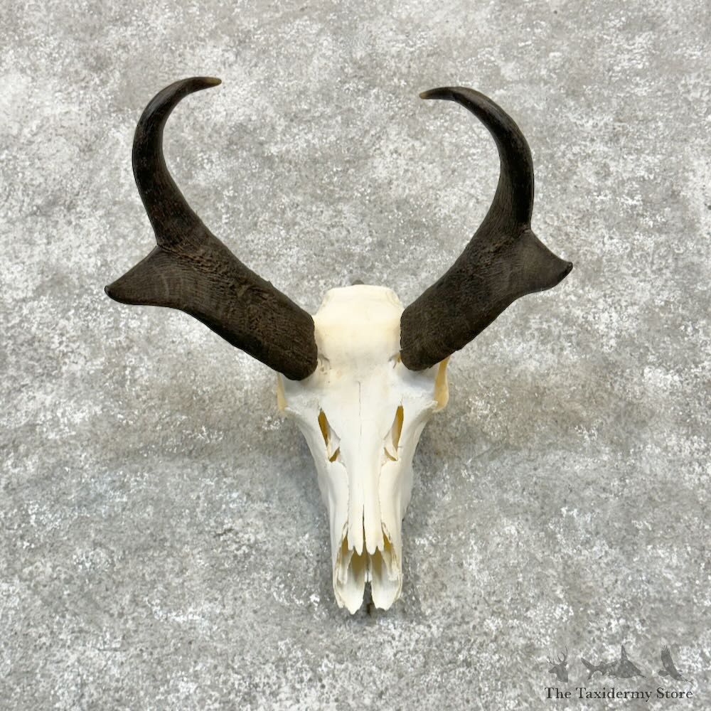 Pronghorn Skull European Mount For Sale #28994 @ The Taxidermy Store