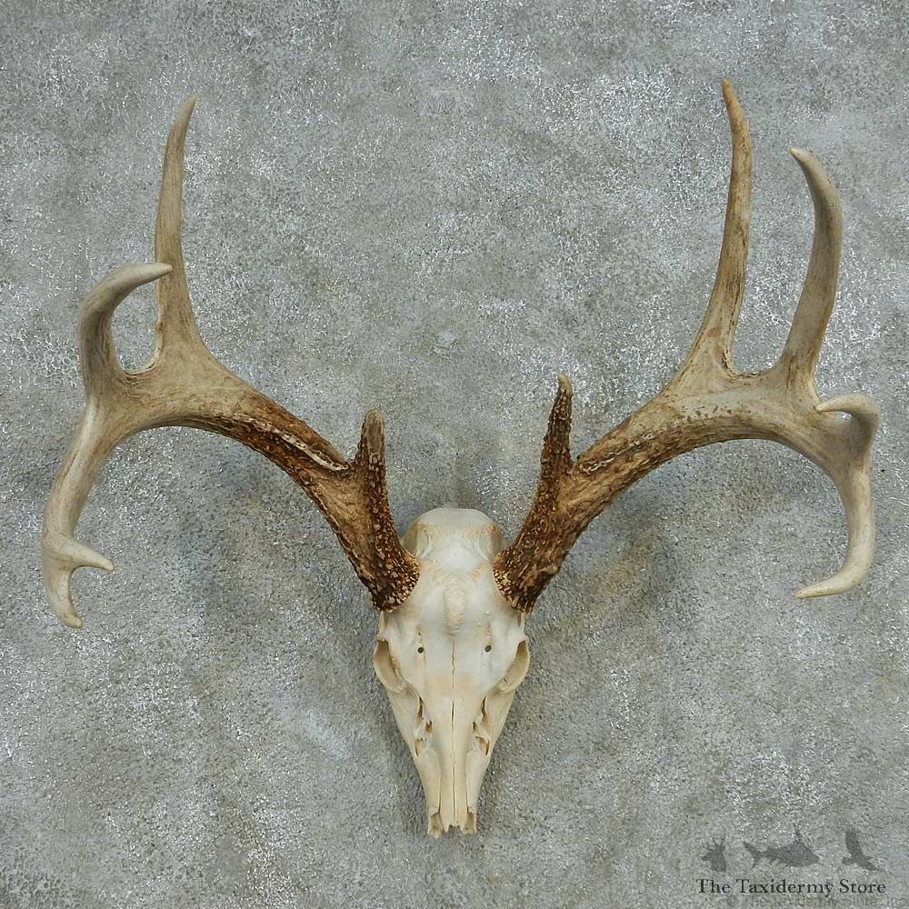 Whitetail Deer Skull Antlers European Mount #13576 For Sale @ The Taxidermy Store