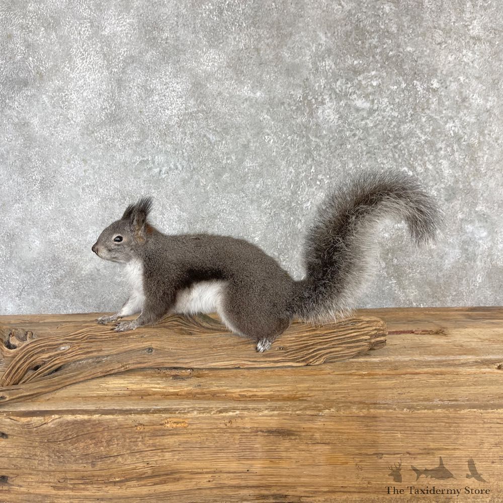 Abert's Squirrel Life-Size Mount For Sale #27110 @ The Taxidermy Store