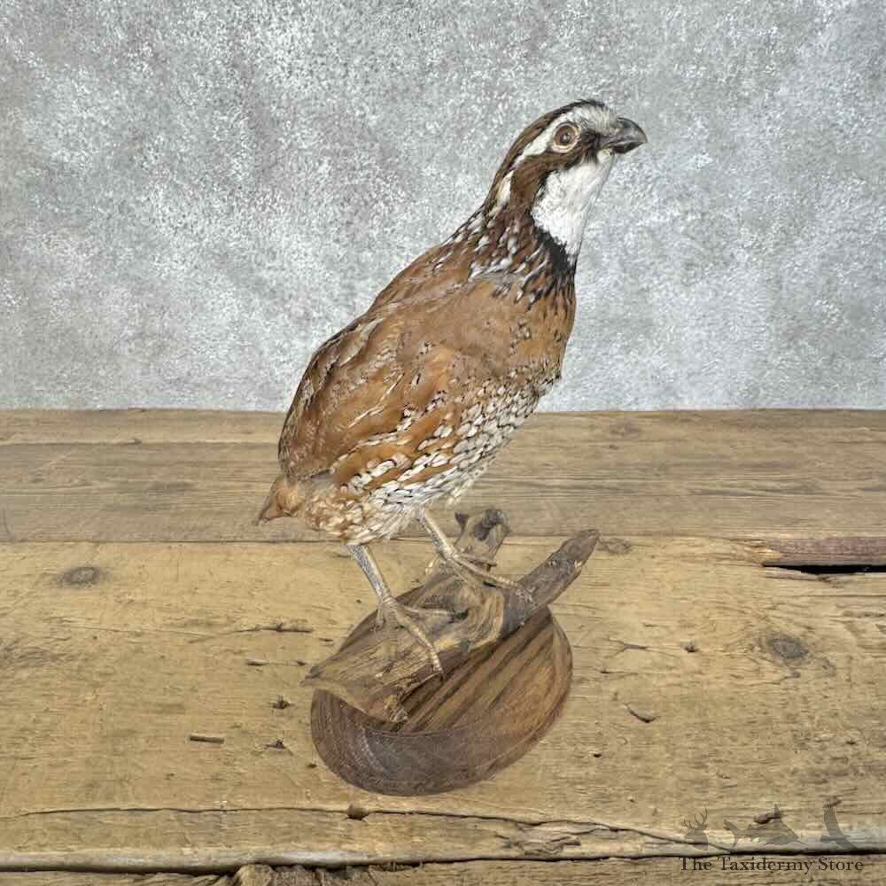 Bobwhite Quail Bird Mount For Sale #31108 @ The Taxidermy Store