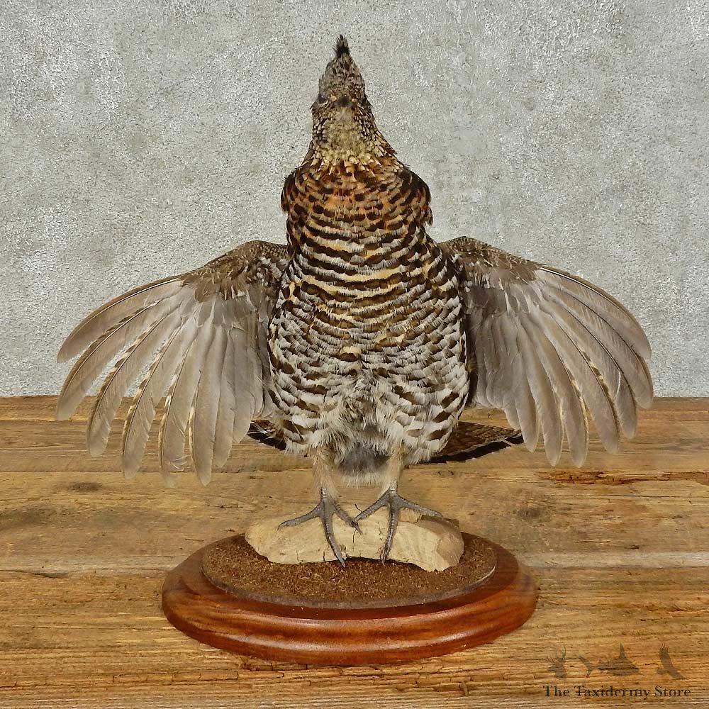 Ruffed Grouse Bird Mount For Sale #16232 @ The Taxidermy Store