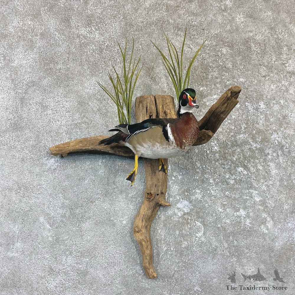 Wood Duck Taxidermy Bird Mount For Sale #26490 @ The Taxidermy Store