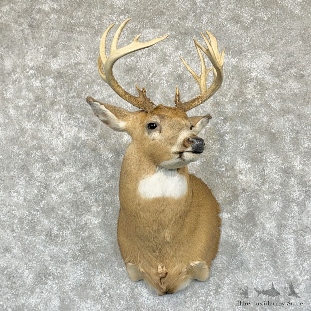 Whitetail Deer Shoulder Mount For Sale #29181 @ The Taxidermy Store