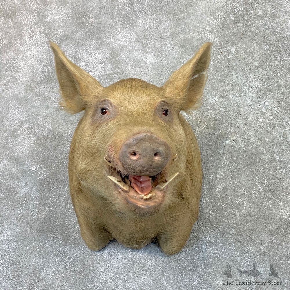 Feral Boar Shoulder Mount For Sale #22556 @ The Taxidermy Store