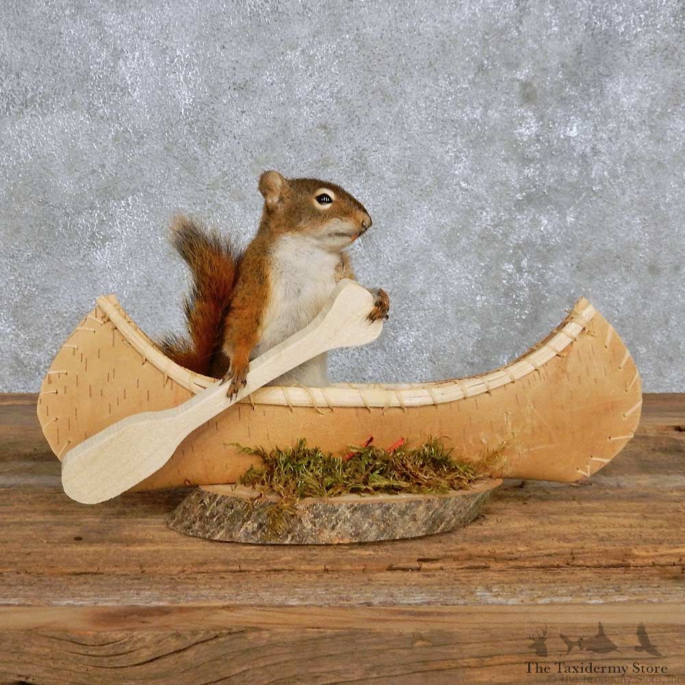 Novelty Canoe Squirrel Mount For Sale #14198 @ The Taxidermy Store
