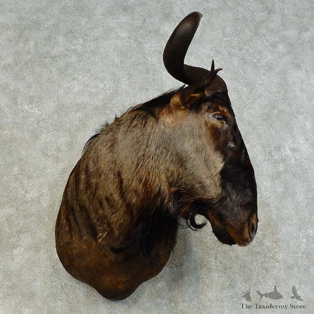 Blue Wildebeest Shoulder Mount For Sale #16389 @ The Taxidermy Store