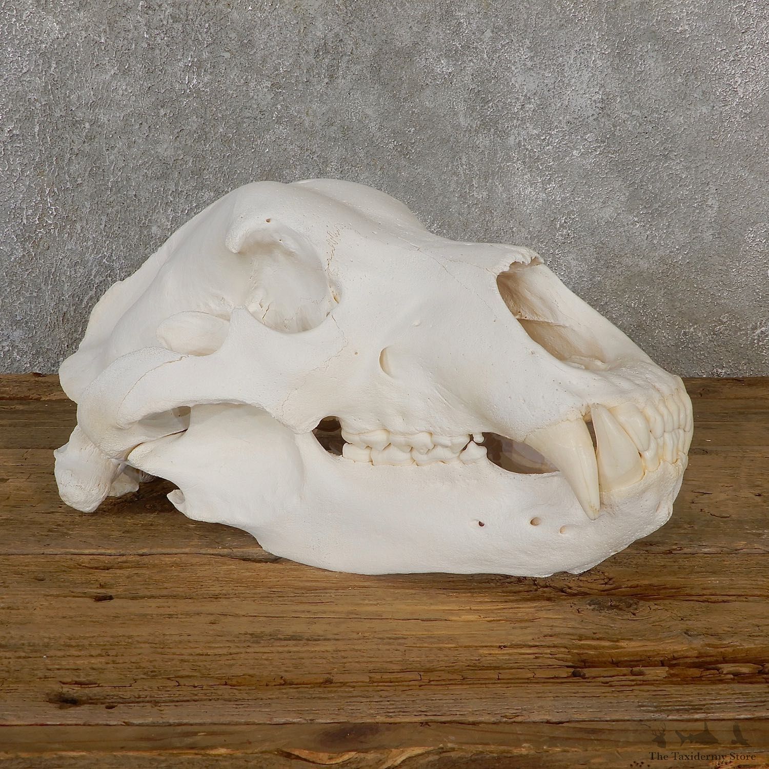 Brown Bear Skull Mount For Sale #19267 @ The Taxidermy Store