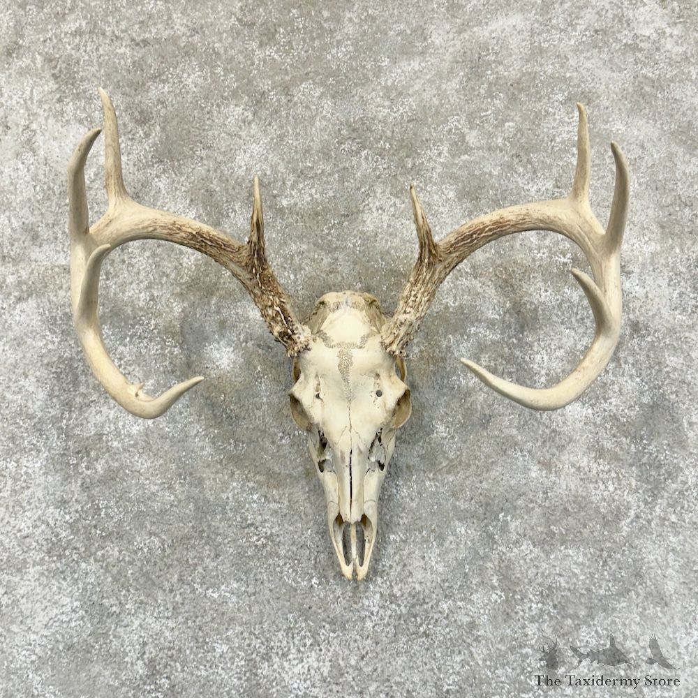 Whitetail Deer Skull European Mount For Sale #29238 @ The Taxidermy Store