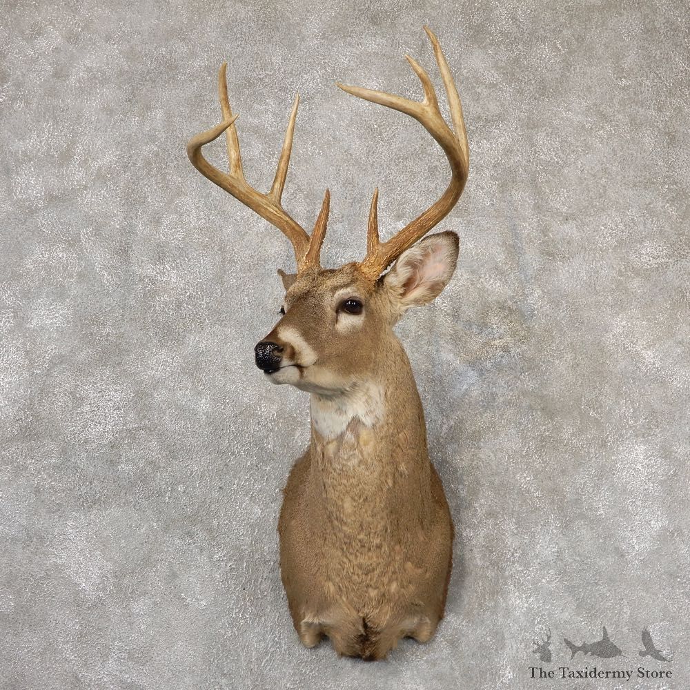 Whitetail Deer Shoulder Mount For Sale #18827 @ The Taxidermy Store