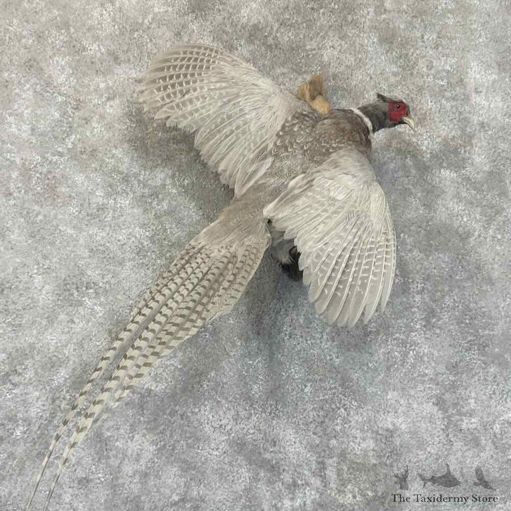 Abyssinian Pheasant Bird Mount For Sale #30554 @ The Taxidermy Store