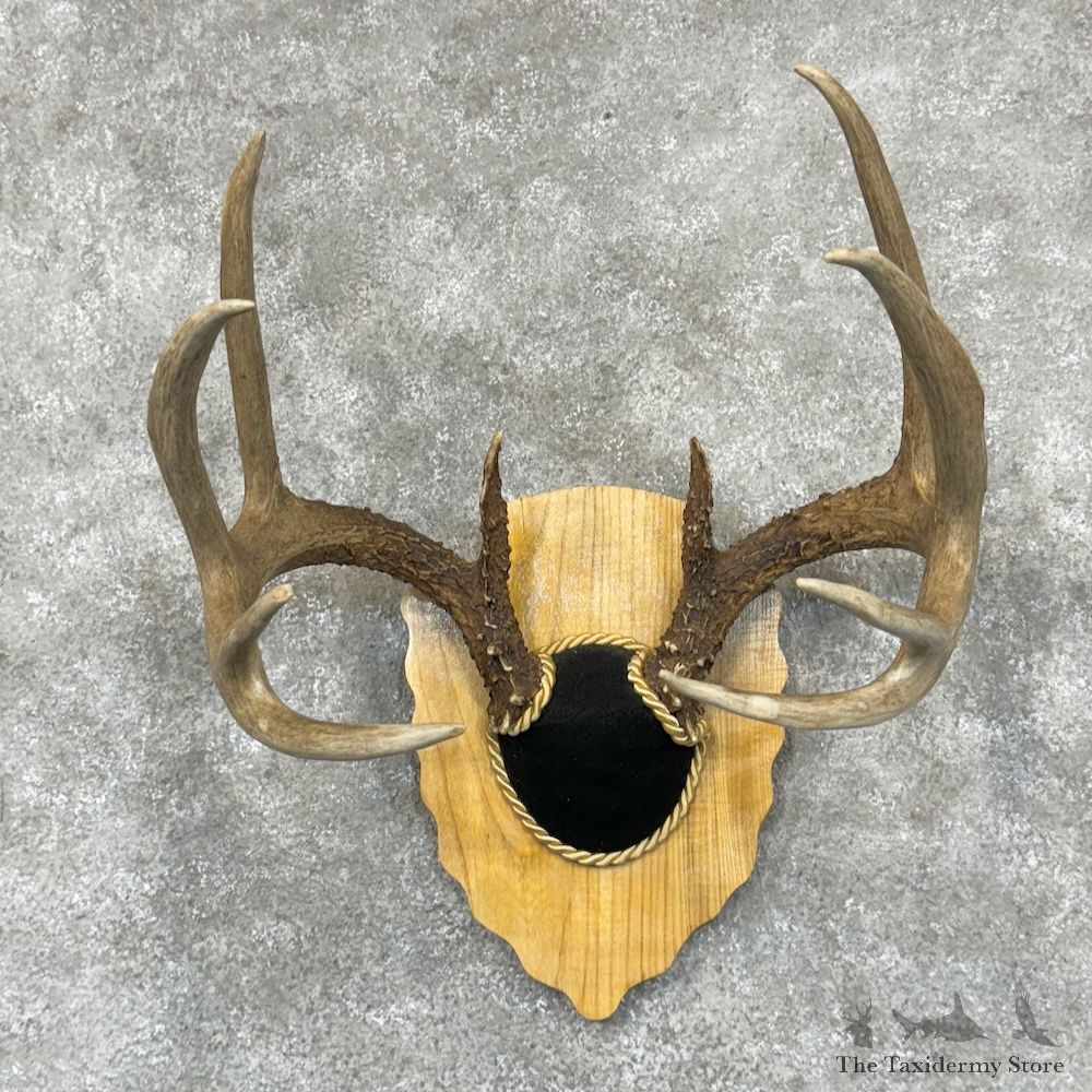 Whitetail Deer Antler Plaque Mount For Sale #29542 @ The Taxidermy Store