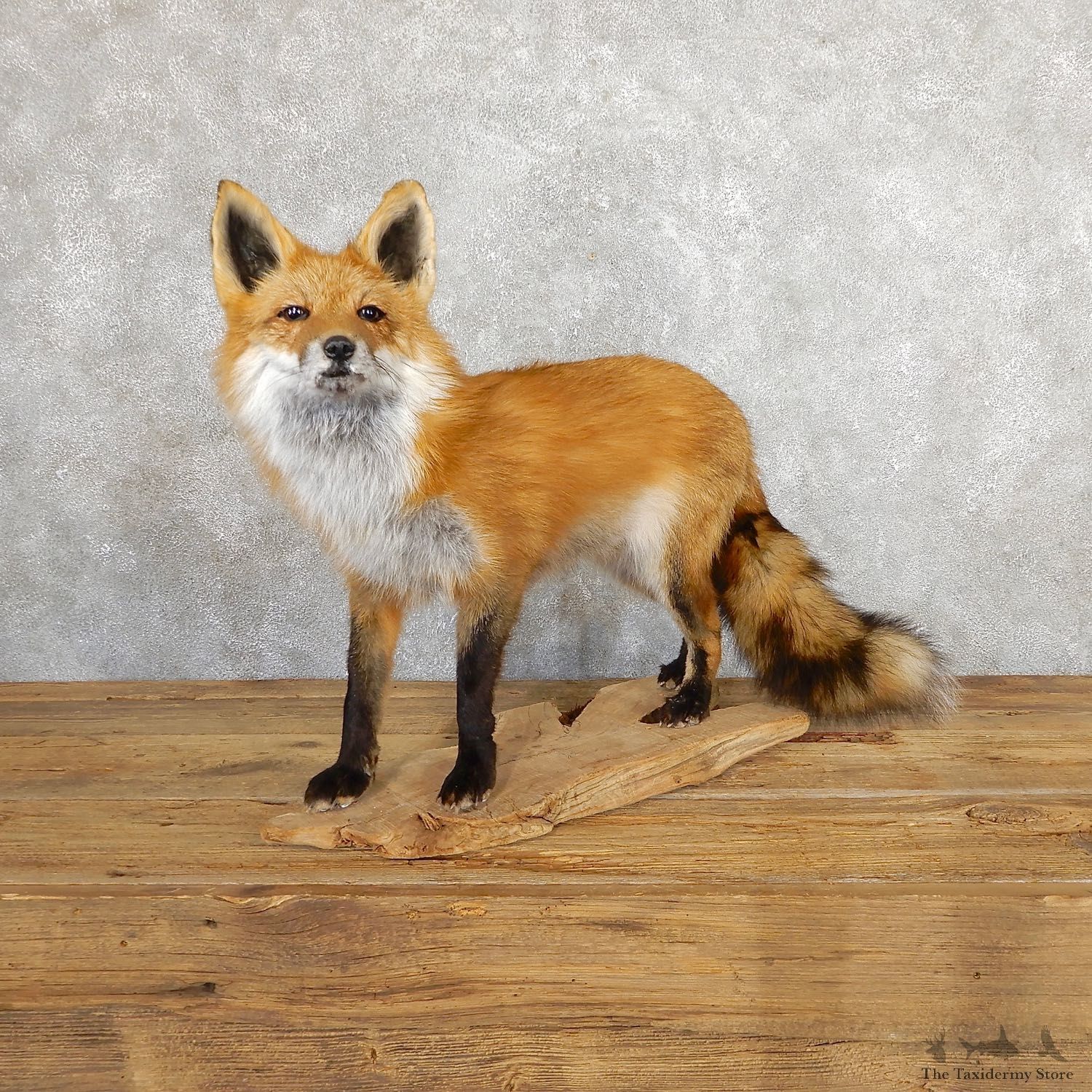 Red Fox Life-Size Mount For Sale #19669 @ The Taxidermy Store