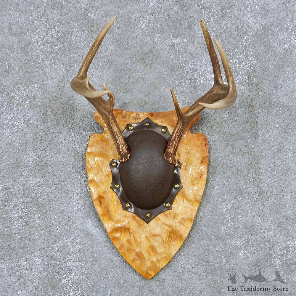 Whitetail Deer Antler Plaque Taxidermy Mount #13858 For Sale @ The Taxidermy Store
