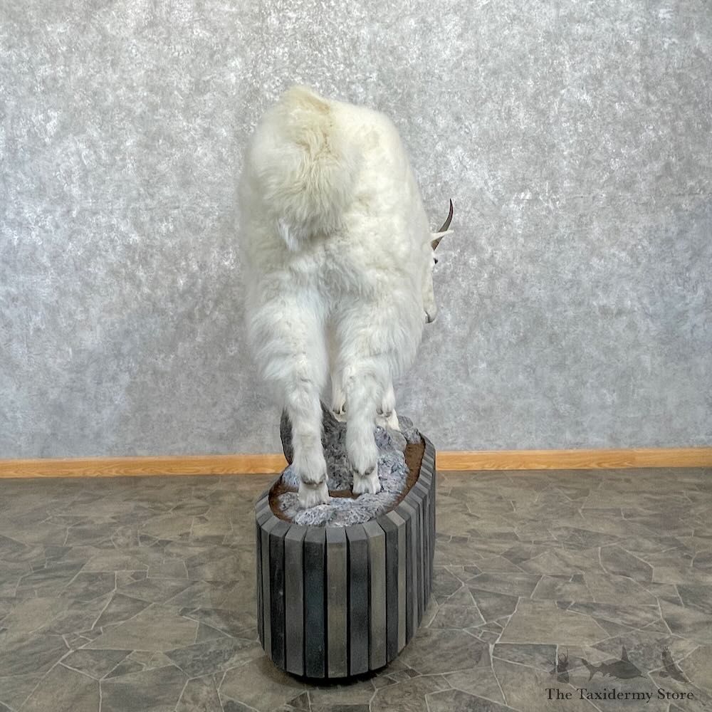 Mountain Goat Life-Size Mount For Sale #27791 @ The Taxidermy Store