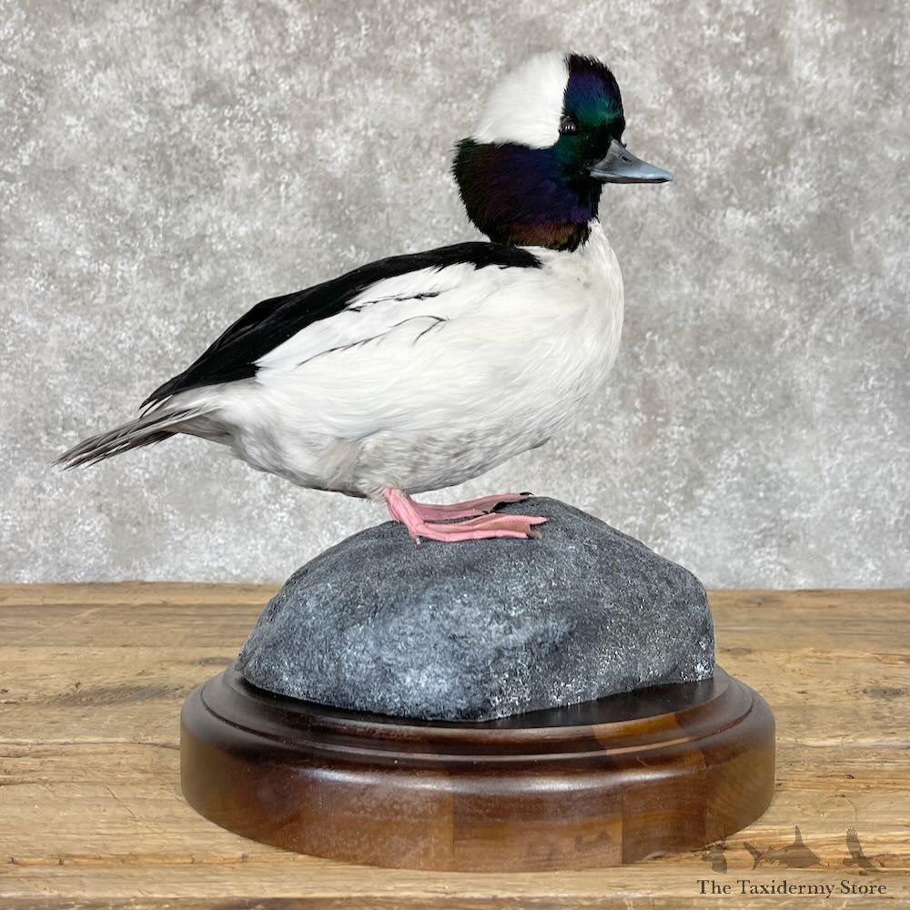 Bufflehead Drake Duck Mount For Sale #28212 @The Taxidermy Store