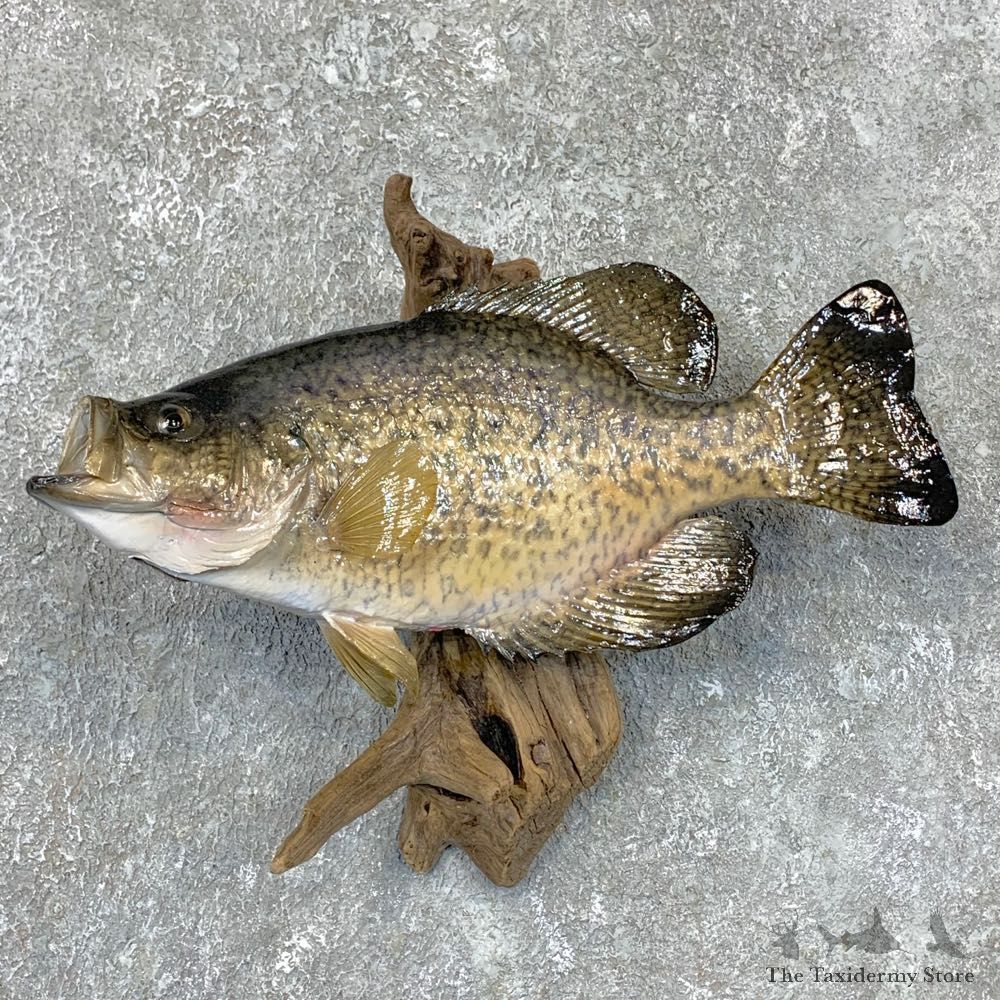 Black Crappie Taxidermy Fish Mount #23531 For Sale @ The Taxidermy Store