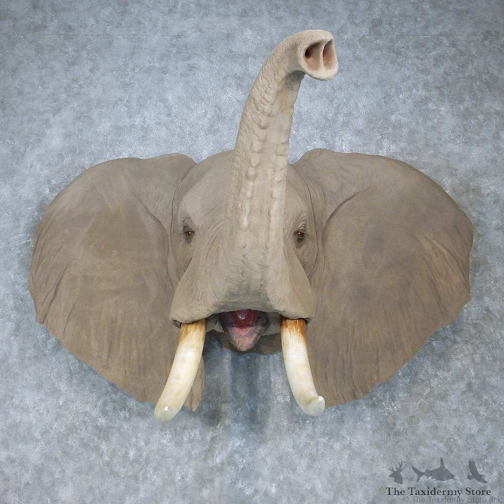 African Elephant Replica Shoulder Mount For Sale #15090 @ The Taxidermy Store