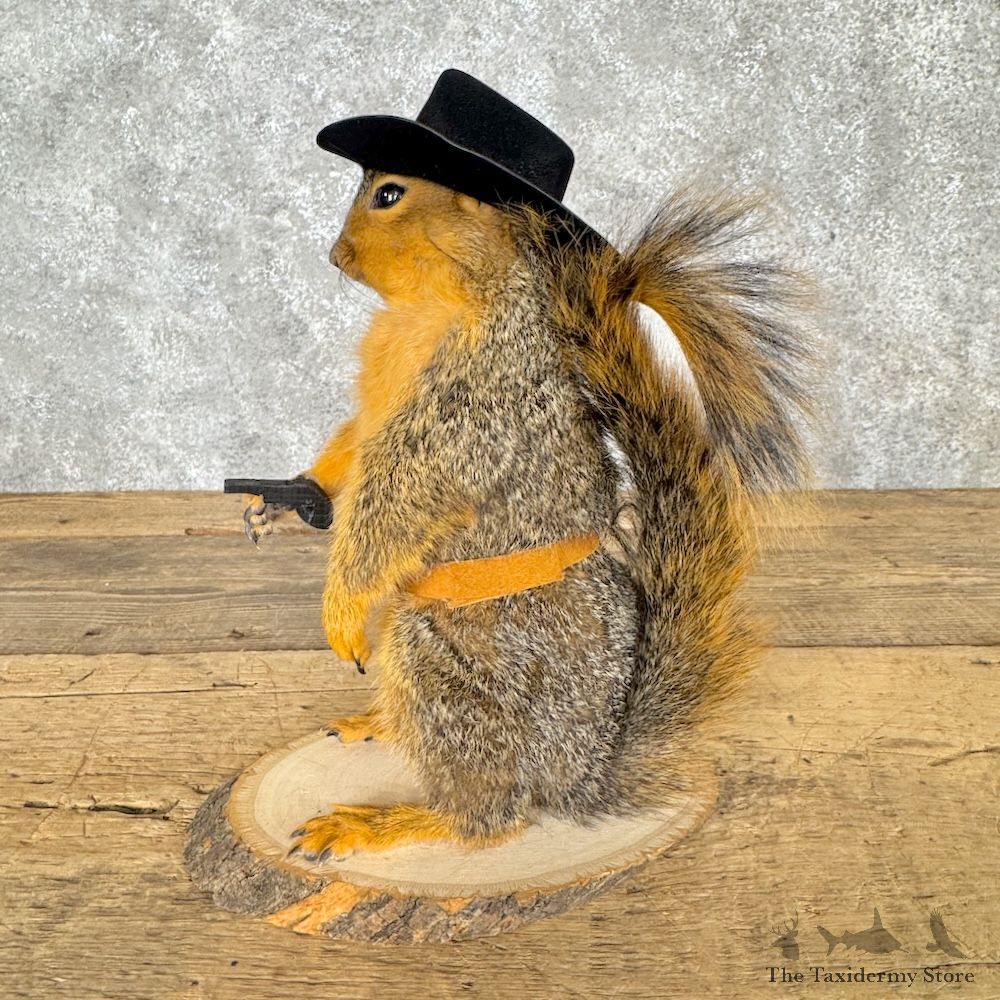 Cowboy Fox Squirrel Novelty Mount For Sale #30219 @ The Taxidermy Store