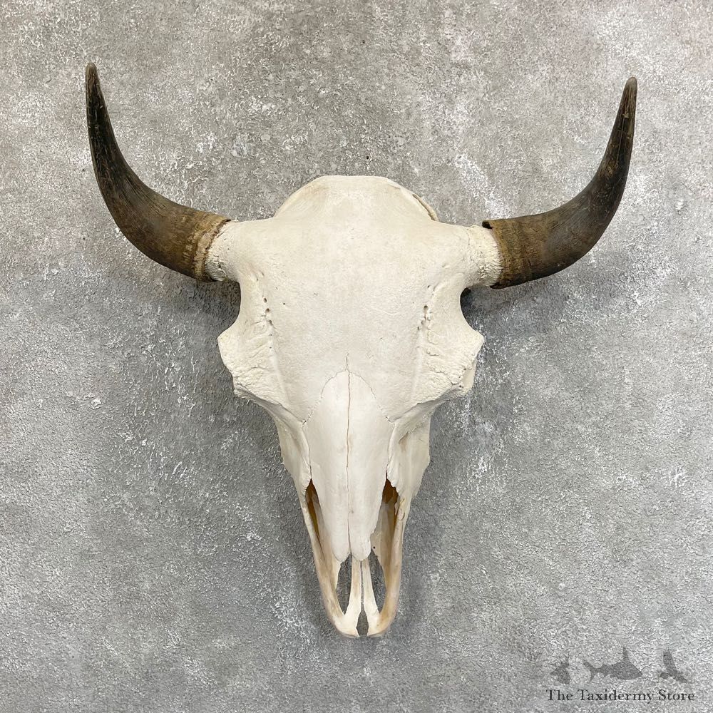 American Bison Skull Mount For Sale #24238 @ The Taxidermy Store