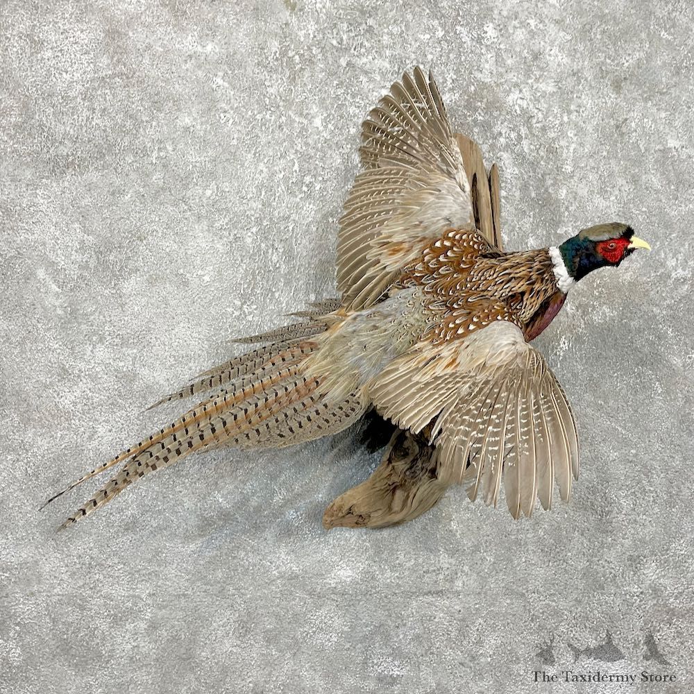Ringneck Pheasant Bird Mount For Sale #26272 @ The Taxidermy Store