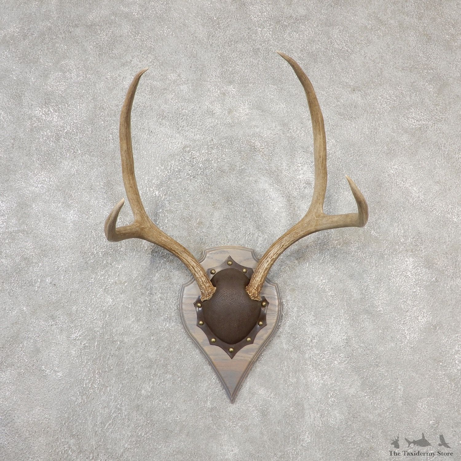 Mule Deer Taxidermy Antler Plaque #19141 For Sale @ The Taxidermy Store