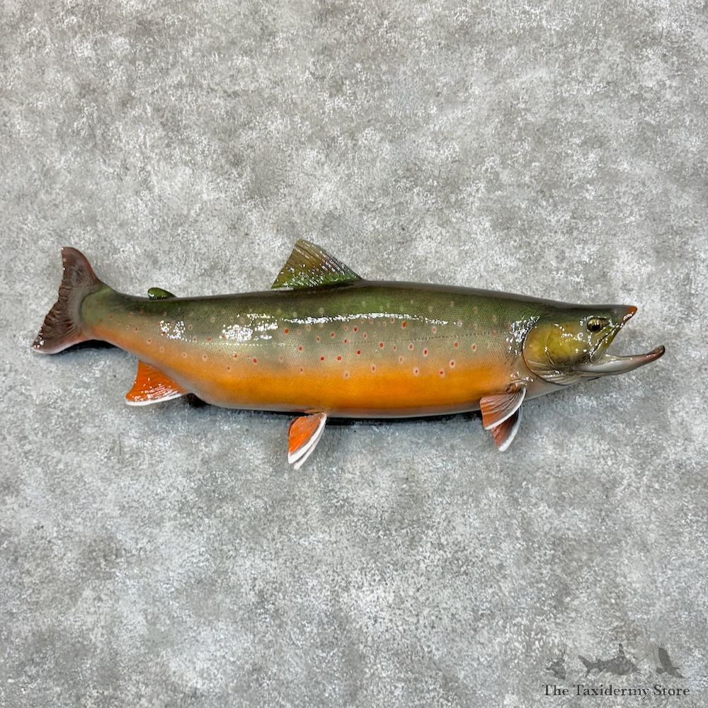 Arctic Char Fish Mount For Sale #29372 @ The Taxidermy Store