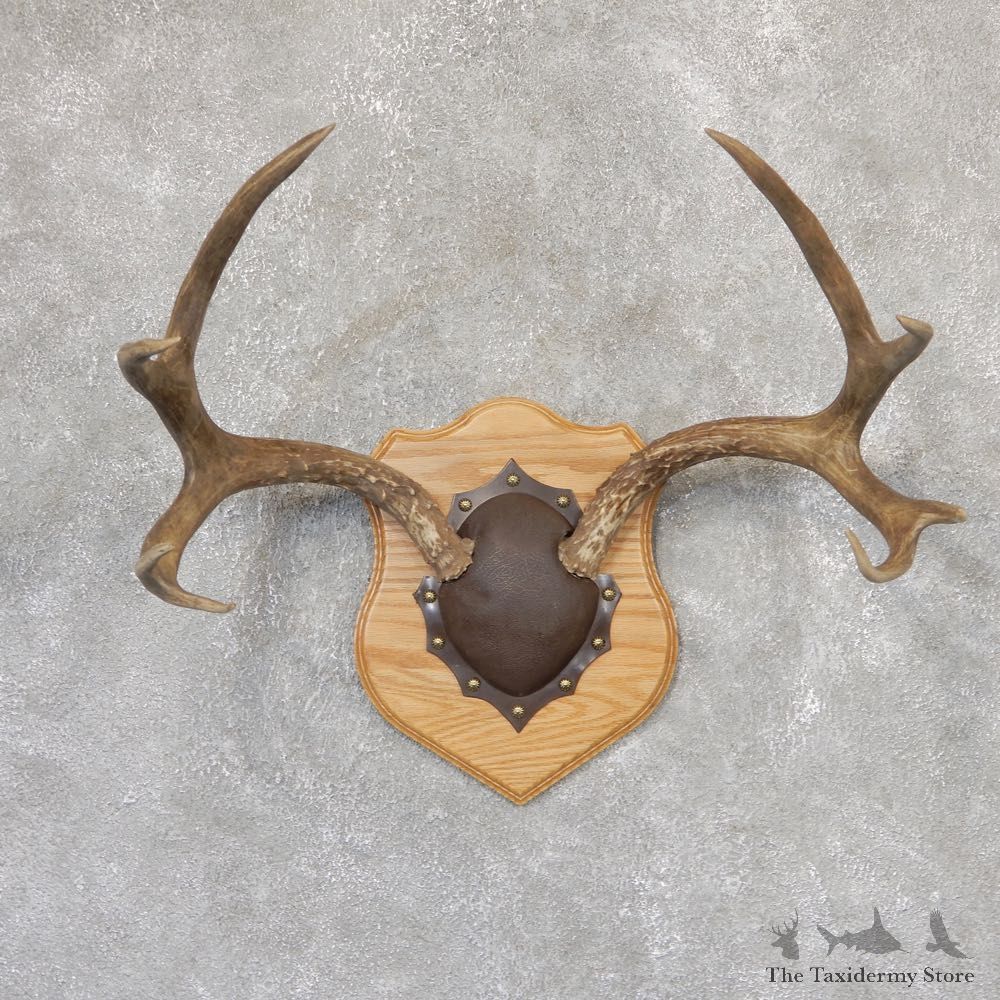 Mule Deer Taxidermy Antler Plaque #18998 For Sale @ The Taxidermy Store