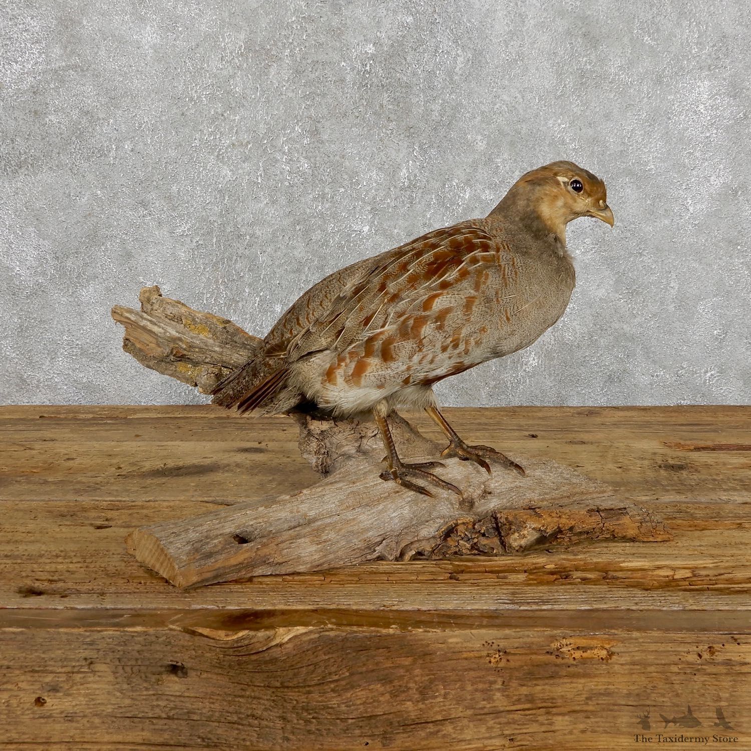Hungarian Grey Partridge Taxidermy Mount #19475 For Sale @ The Taxidermy Store