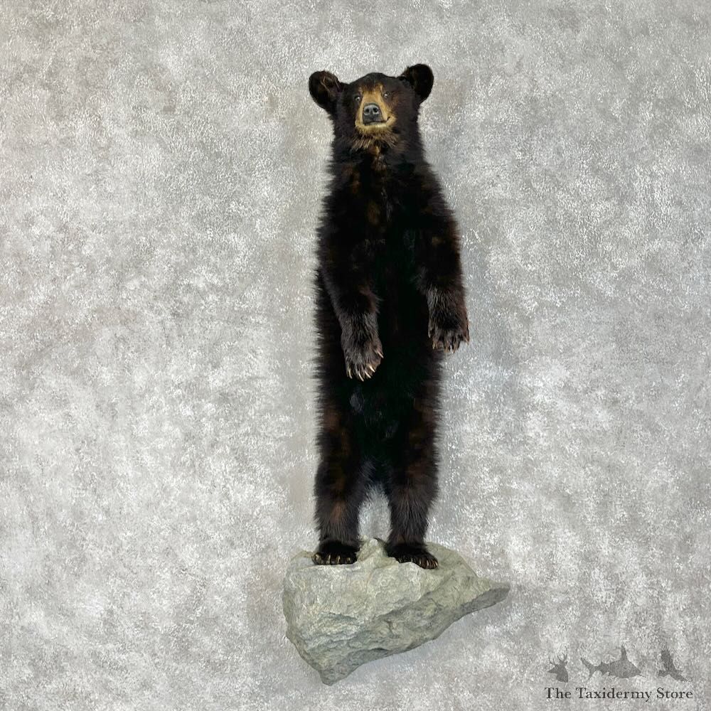Black Bear Cub Life-Size Mount For Sale #28341 @ The Taxidermy Store