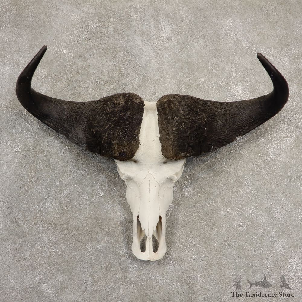 Cape Buffalo Skull Horns Mount For Sale #20538 For Sale @ The Taxidermy Store