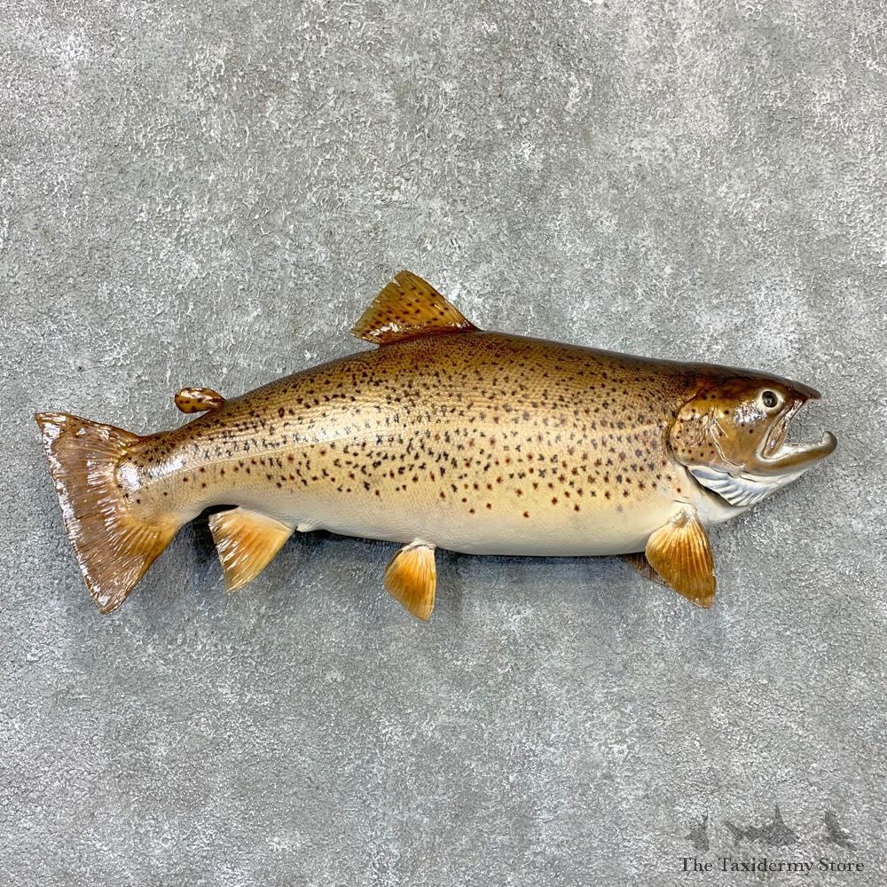 Brown Trout Fish Mount For Sale #21624 @ The Taxidermy Store