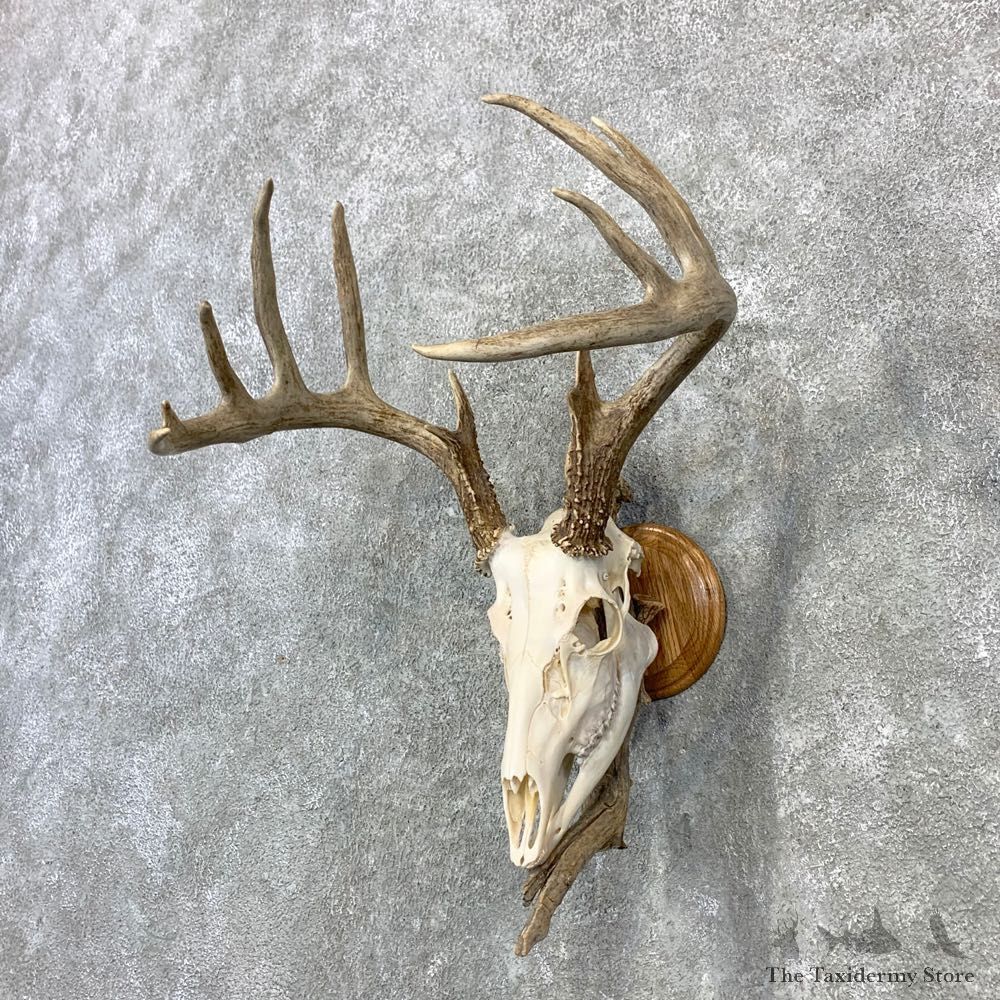 Whitetail Deer Skull European Mount For Sale #23080 @ The Taxidermy Store