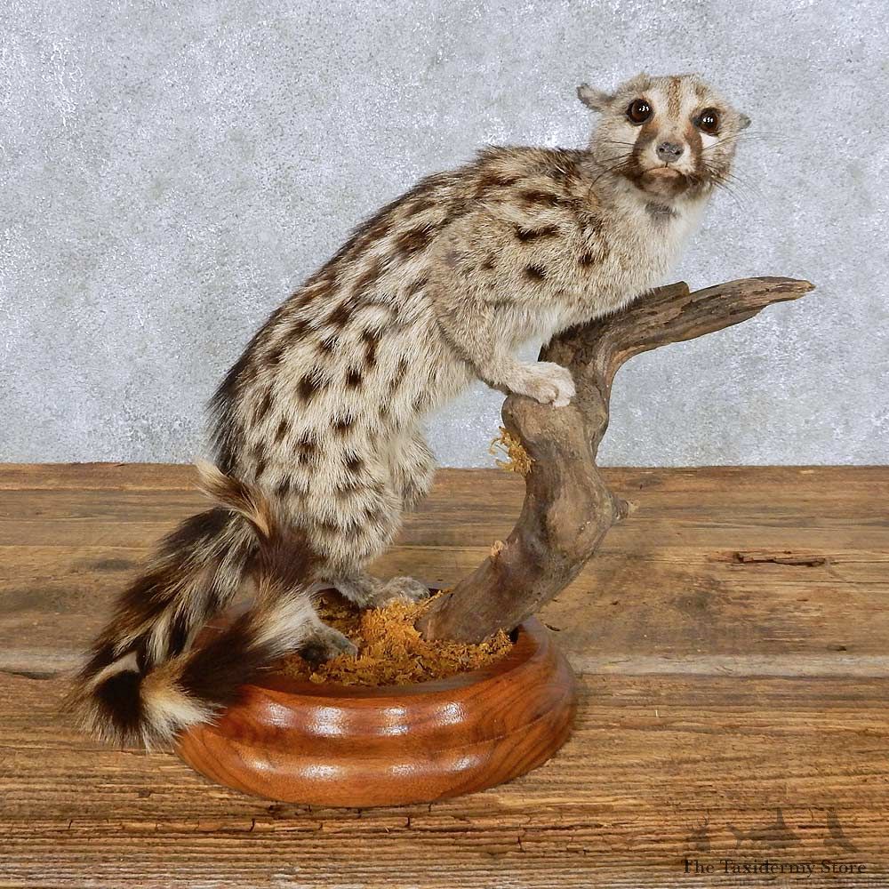 Standing Genet Cat Life-Size Mount For Sale #14430 @ The Taxidermy Store