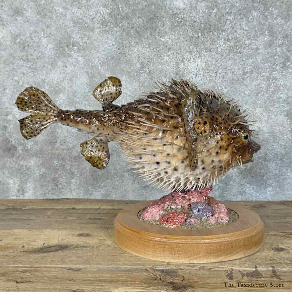 Spot-Fin Porcupinefish Mount For Sale #31396 @ The Taxidermy Store