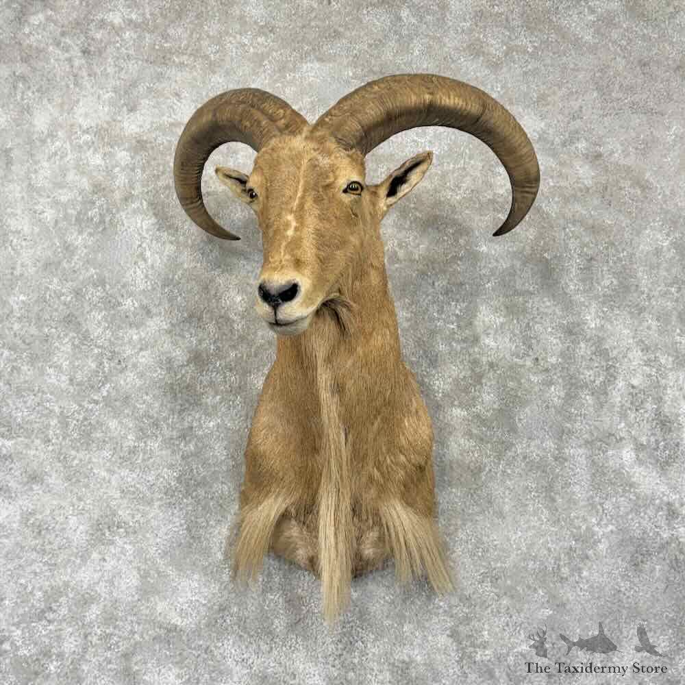 North American Aoudad Shoulder Mount For Sale #31646 @ The Taxidermy Store