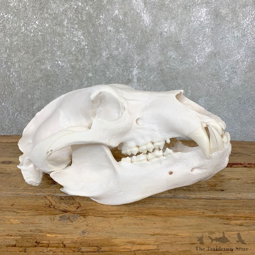 Alaskan Grizzly Bear Full Skull Mount For Sale #23902 @ The Taxidermy Store