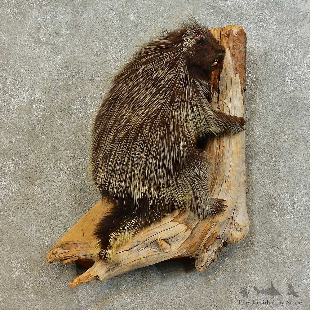 Climbing Porcupine Life-Size Mount For Sale #16542 @ The Taxidermy Store