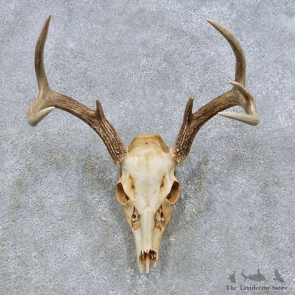 Whitetail Deer Skull European Mount For Sale #14671 @ The Taxidermy Store