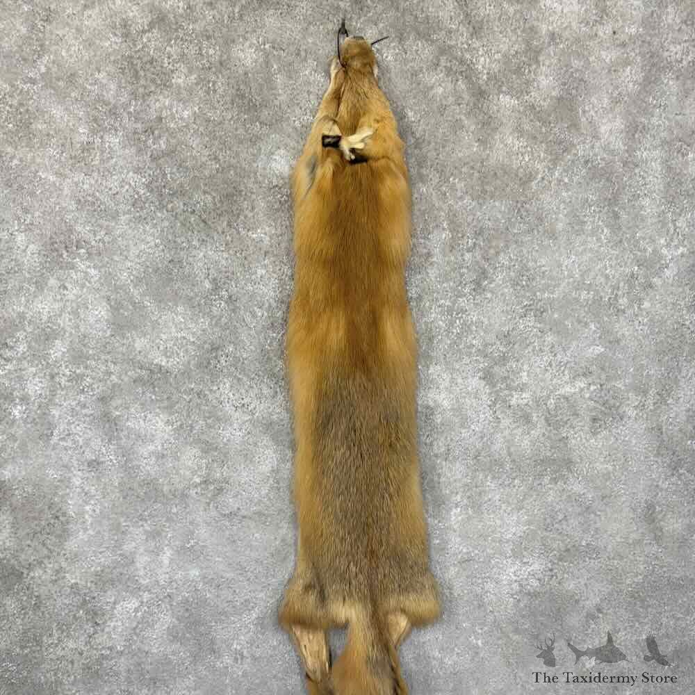 Red Fox Tanned Hide For Sale #30950 @ The Taxidermy Store