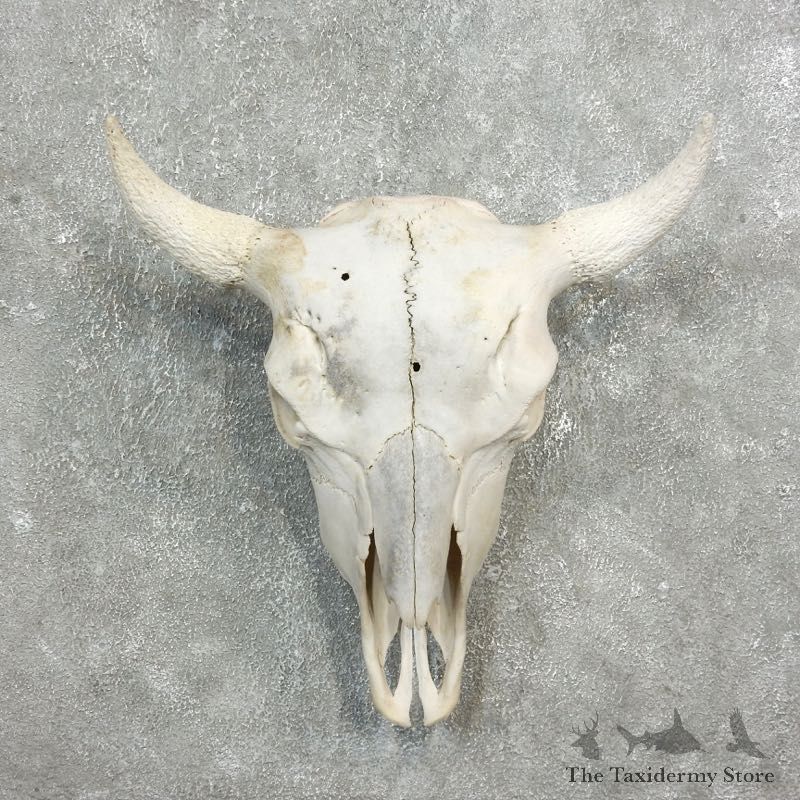 Buffalo Bison Skull Mount For Sale #17692 @ The Taxidermy Store