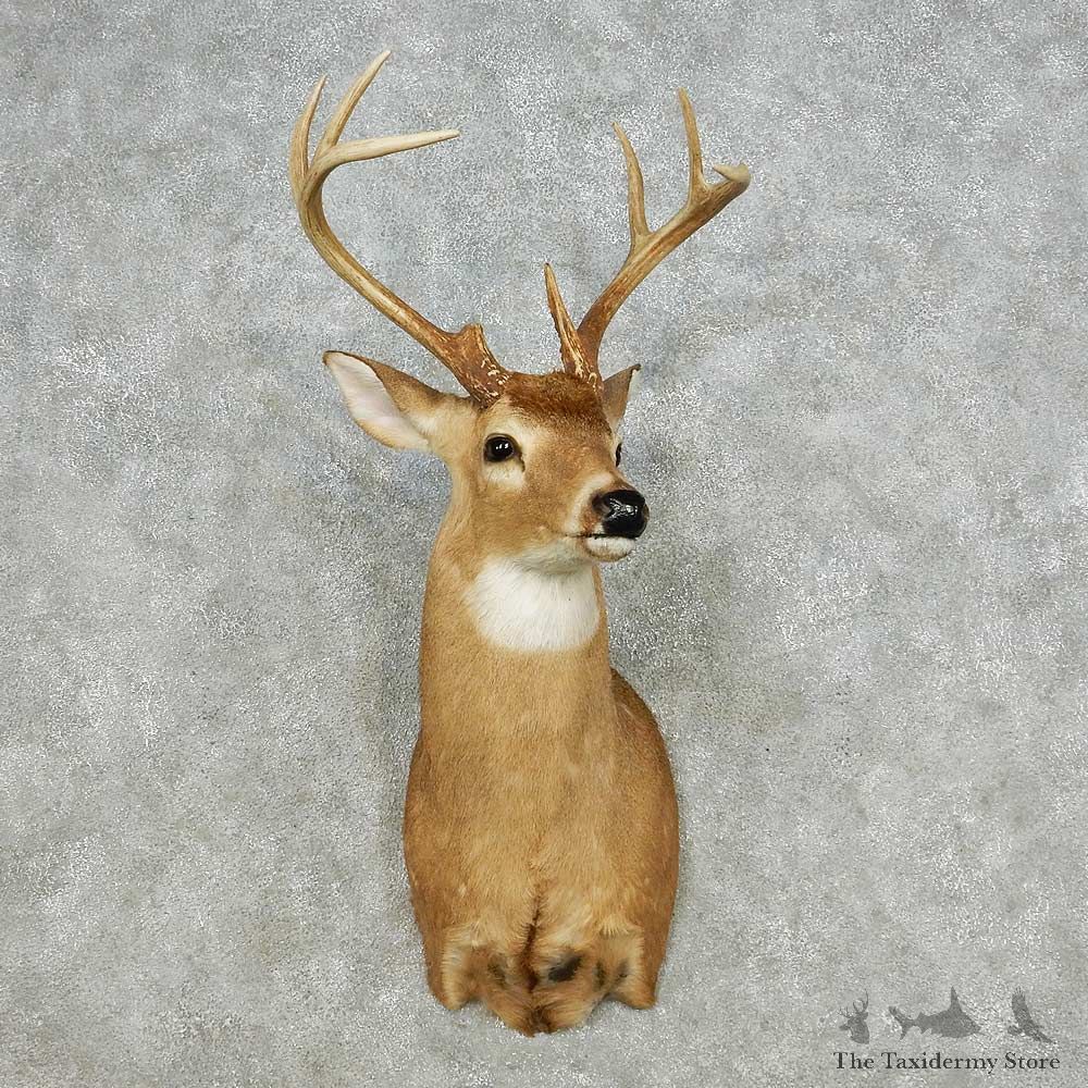 Whitetail Deer Taxidermy Shoulder Mount For Sale #14129 @ The Taxidermy Store