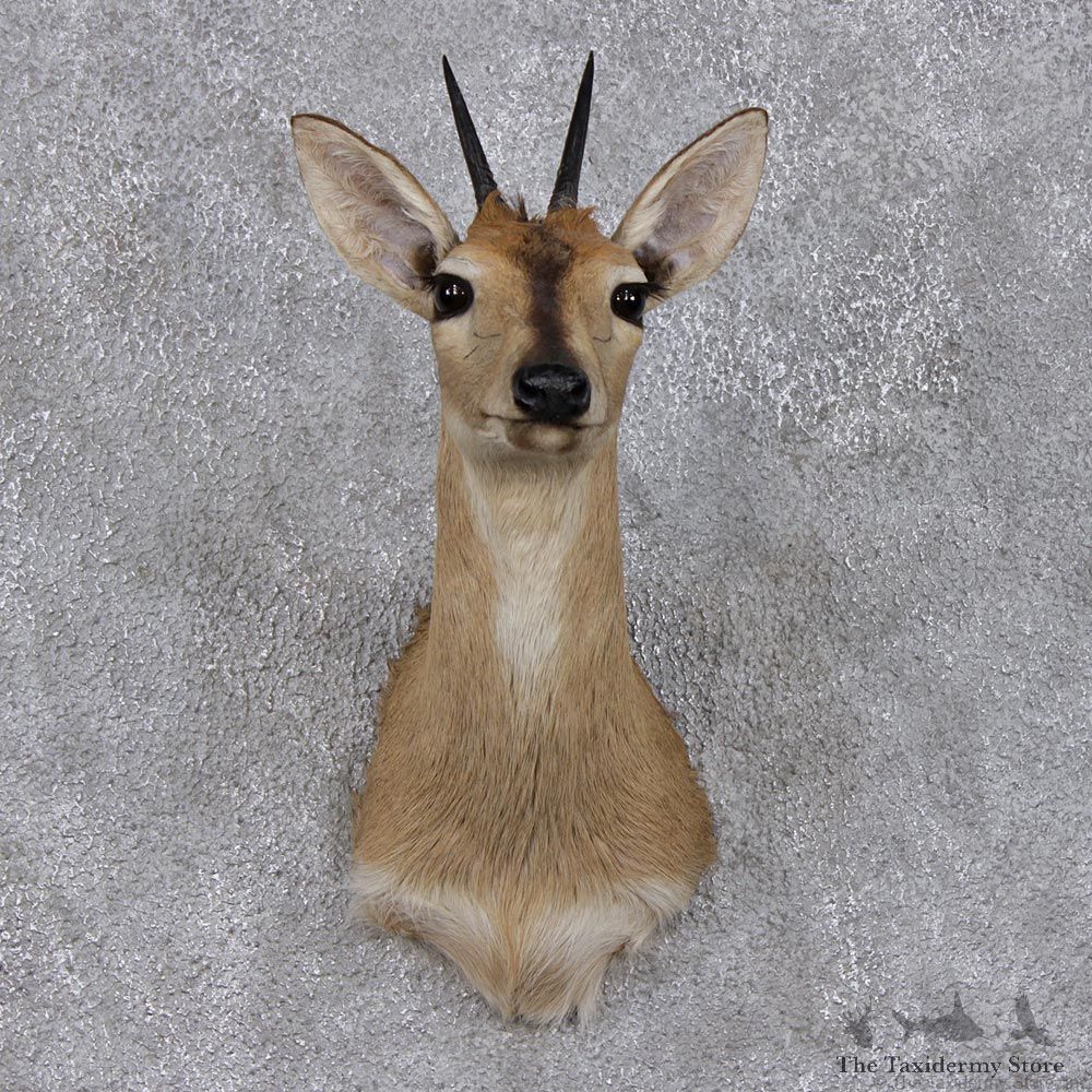 African Grey Duiker Shoulder Taxidermy Head Mount #12486 For Sale @ The Taxidermy Store