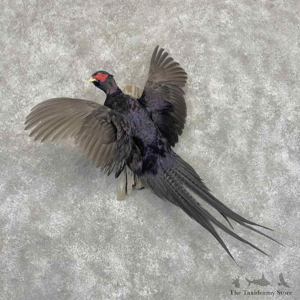 Black Pheasant Bird Mount For Sale #32189 @ The Taxidermy Store