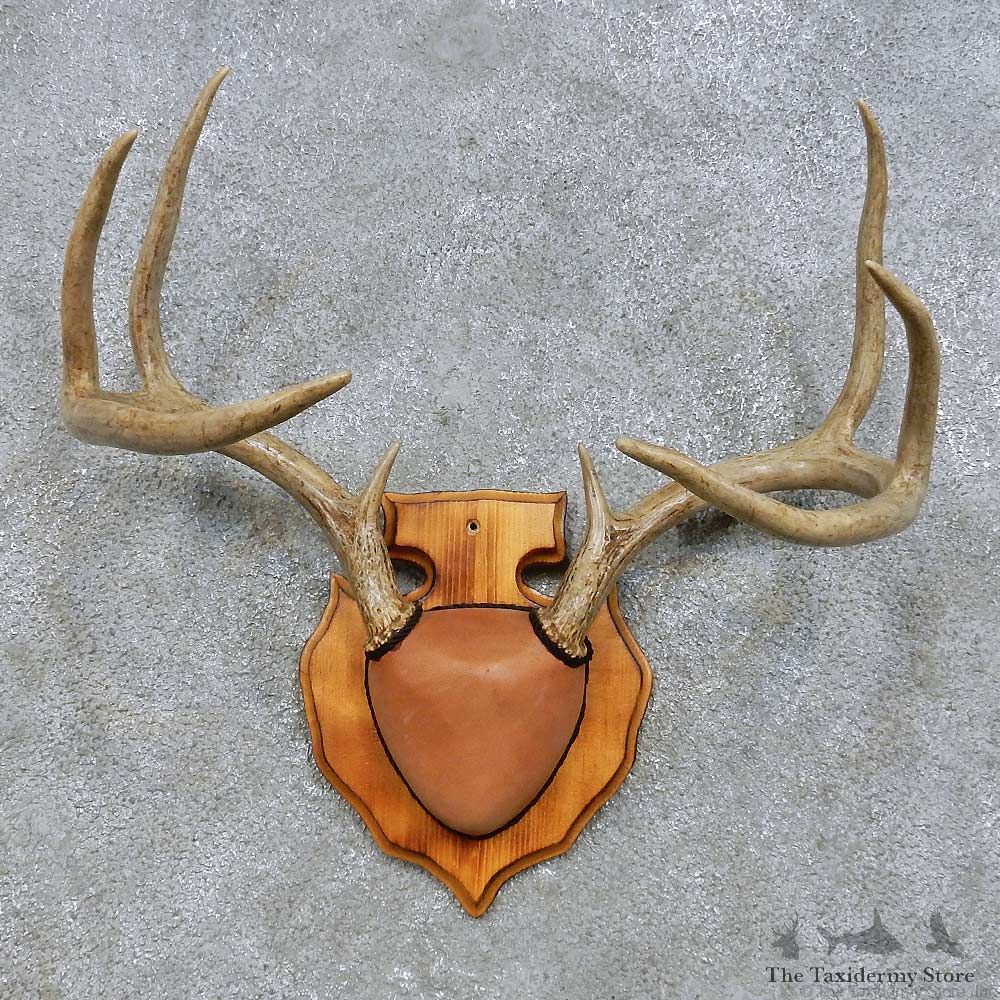 Whitetail Deer Antler Plaque Mount For Sale #14662 @ The Taxidermy Store