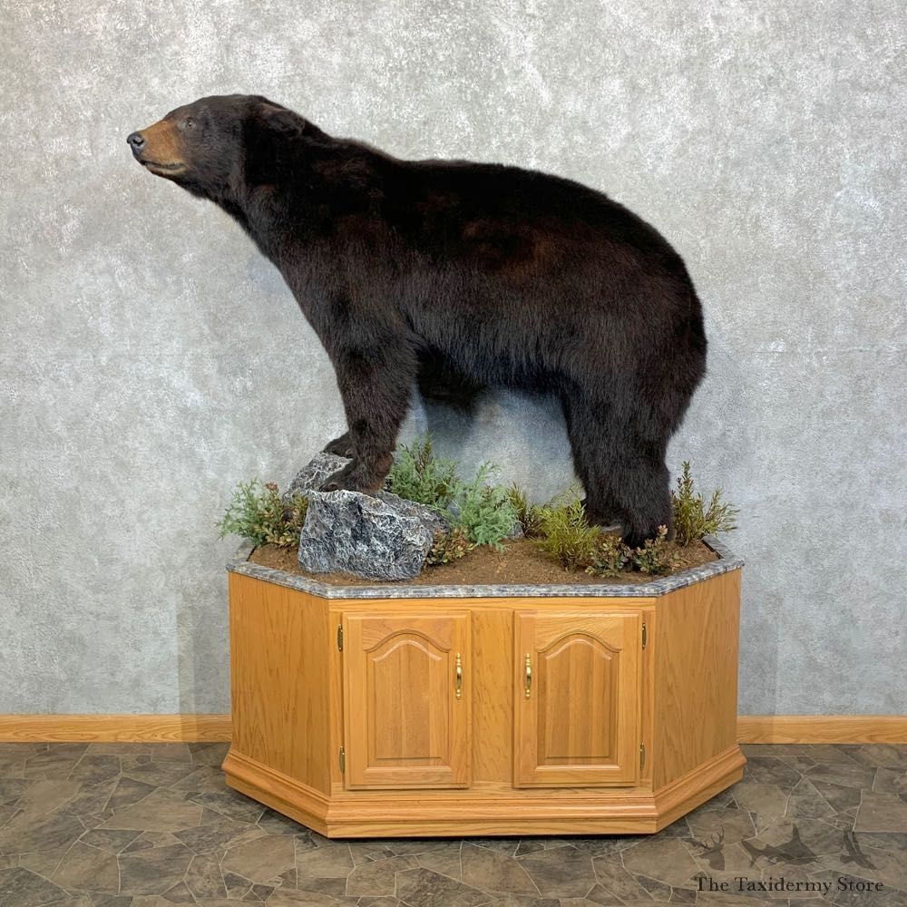 Black Bear Life-Size Mount For Sale #23702 @ The Taxidermy Store