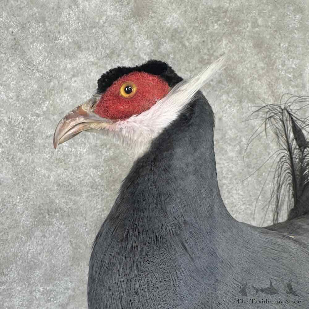 Blue-Eared Pheasant Bird Mount For Sale #32282 @ The Taxidermy Store